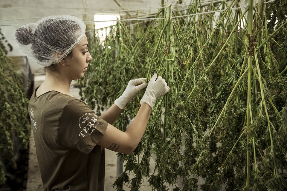 The Health Benefits of Medical Marijuana: Debunking the Myths