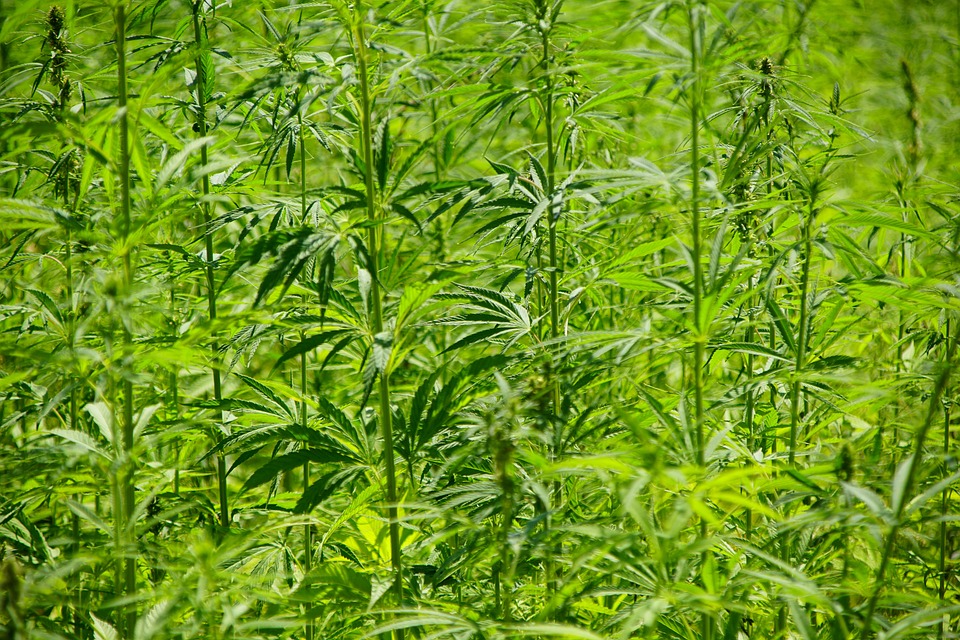 – The Growing Trend of Hemp Extraction: A Closer Look at the Latest Methods
